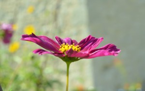 cosmos ras