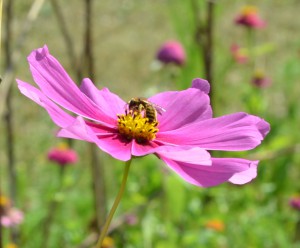 cosmos rose abeille