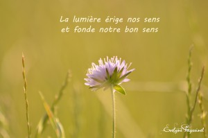 la lumiere erige nos sens