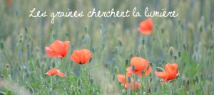 les graines cherchent la lumiere